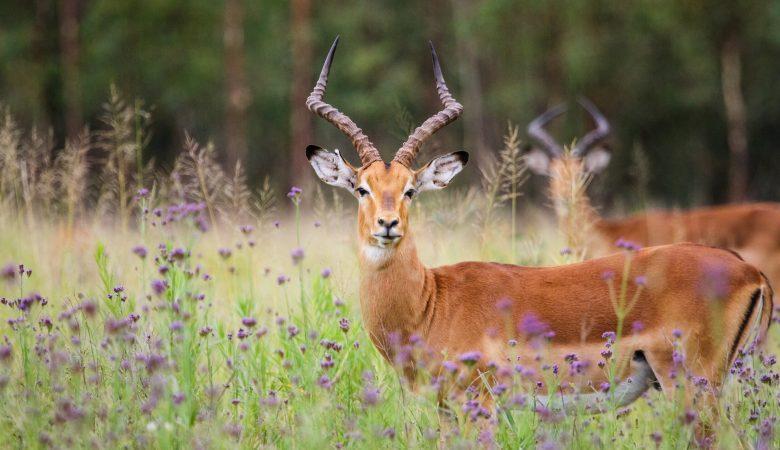 Adventure Travel in South Africa and Experience of a Lifetime